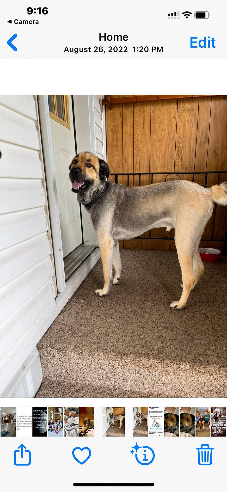 Seger is registered to the contest to win money with this photo: ancient_dog_breeds, carnivore, collar, companion_dog, dog, dog_breed, dog_collar, dog_supply, door, fawn, flooring, font, non_sporting_group, pet_supply, photo_caption, rectangle, tail, wood, working_animal, working_dog