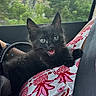 black_kitten, cat, pet, animal, car_interior, person, seatbelt, lap, window, greenery, trees, nature, patterned_dress, red_and_white, mesh_bag, cute, young_cat, fur, whiskers, happy