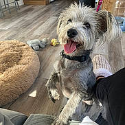 Minnie joined the competition — help win amazing prizes! animal, collar, cozy, cute, dog, dog_bed, floor, furry, happy, home, indoor, paw, person, pet, playful, slipper, smiling, tongue_out, toy, wooden_floor