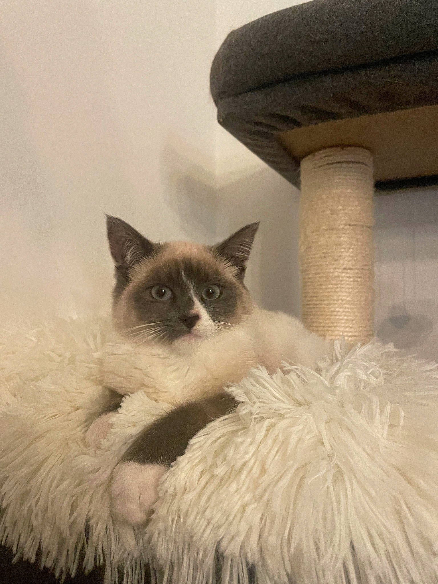 Ulla participe au concours pour gagner de l'argent avec cette photo : balinese, birman, carnivore, cat, cat_bed, comfort, fawn, felidae, fur, ragdoll, siamese, small_to_medium_sized_cats, snout, tail, thai, whiskers, window