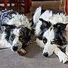 attention, blue_eyes, border_collie, closeup, companion, dog, dogs, fur, home_interior, indoor, lying_down, muzzle, paws, pet, portrait, relaxed, stare, two_dogs, wooden_floor, wooden_furniture
