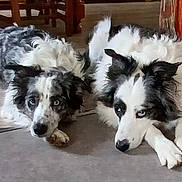Missy Dora participe au concours pour gagner de l'argent avec cette photo : attention, blue_eyes, border_collie, closeup, companion, dog, dogs, fur, home_interior, indoor, lying_down, muzzle, paws, pet, portrait, relaxed, stare, two_dogs, wooden_floor, wooden_furniture