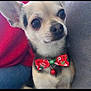 animal, bell, black, bow_tie, chihuahua, close_up, clothing, cute, dog, festive, fur, gray_background, holiday, indoors, person, pet, red, small_dog, sweater, white