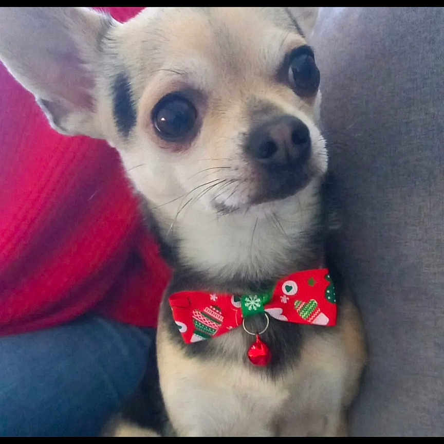 Romy a rejoint le concours — aidez-le/la à gagner de superbes lots ! animal, bell, black, bow_tie, chihuahua, close_up, clothing, cute, dog, festive, fur, gray_background, holiday, indoors, person, pet, red, small_dog, sweater, white