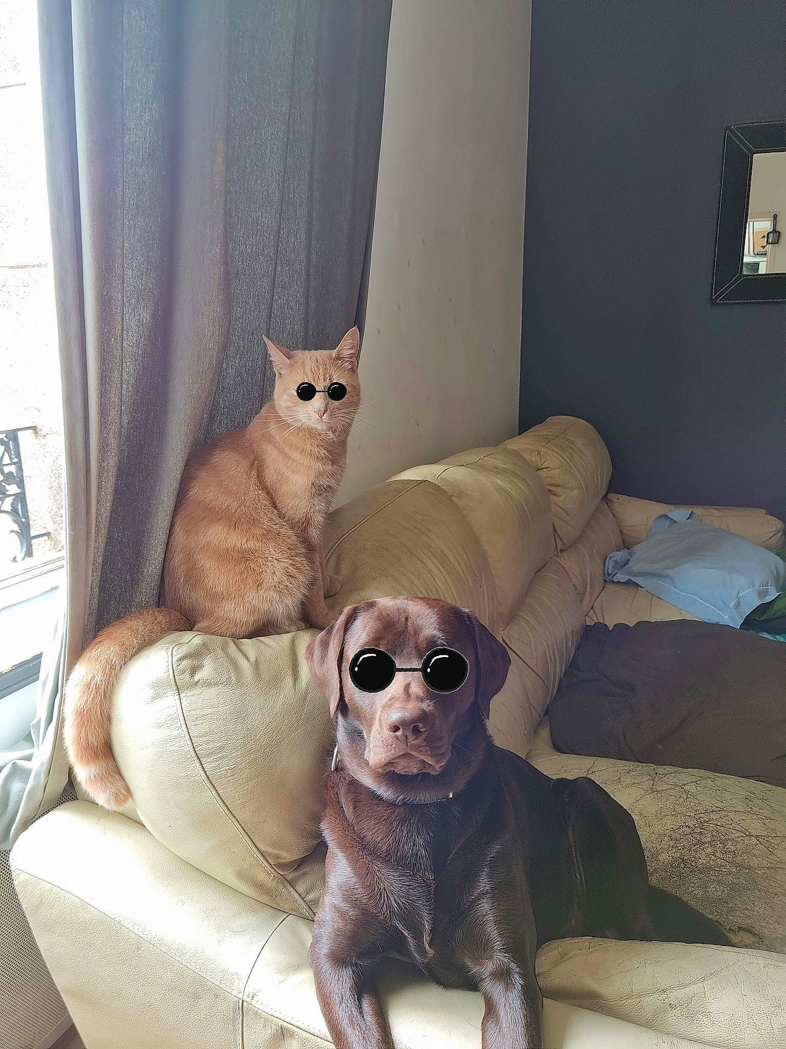 Simba participe au concours pour gagner de l'argent avec cette photo : carnivore, cat, comfort, companion_dog, dog, dog_breed, fawn, felidae, goggles, grey, interior_design, mammal, pet_supply, small_to_medium_sized_cats, sunglasses, vertebrate, vision_care, whiskers, wood, working_animal