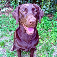 Lady is registered to the contest to win money with this photo: dog, labrador, chocolate_labrador, pet, animal, canine, grass, outdoor, greenery, nature, happy, tongue_out, sitting, fur, ears, eyes, snout, muzzle, friendly, companion