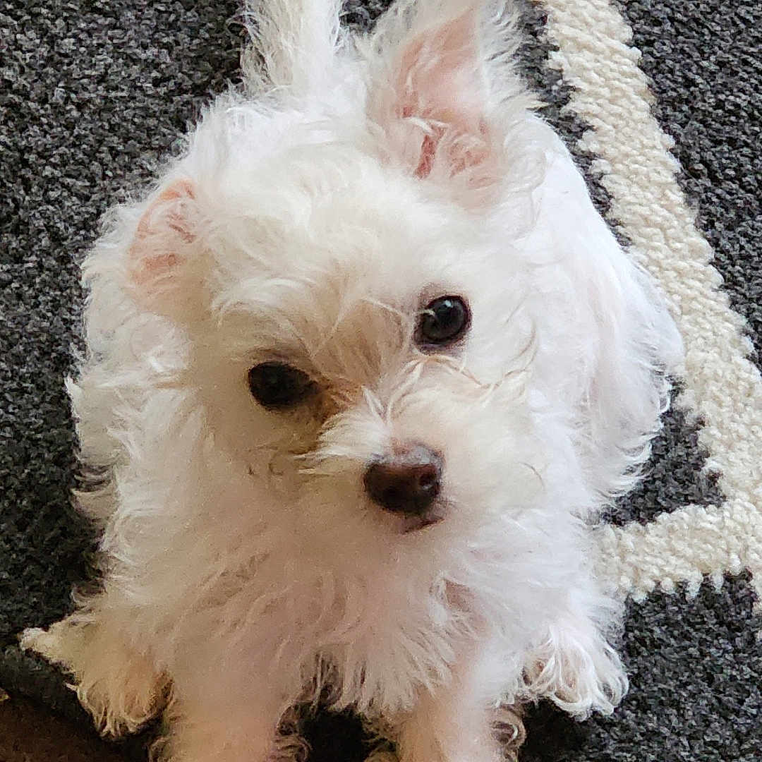 Willow