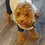 Bailee joined the competition — help win amazing prizes! dog, puppy, sweater, knitwear, brown_fur, pet, indoor, hardwood_floor, tongue_out, looking_up, paws, cute, small_dog, cozy, portrait, playful, companion, home, clothing, eyes