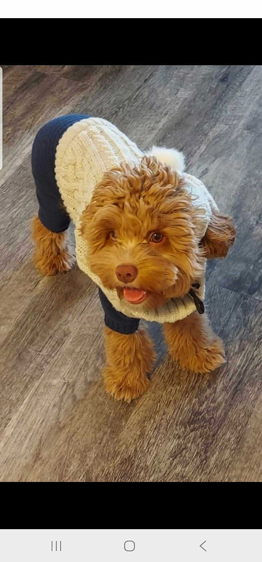 Bailee joined the competition — help win amazing prizes! dog, puppy, sweater, knitwear, brown_fur, pet, indoor, hardwood_floor, tongue_out, looking_up, paws, cute, small_dog, cozy, portrait, playful, companion, home, clothing, eyes