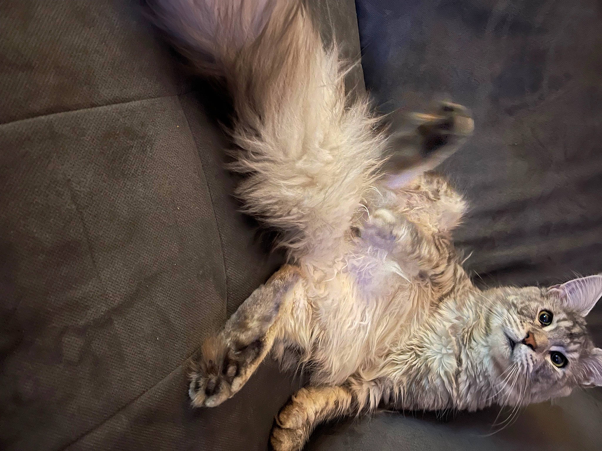 Thanos a rejoint le concours — aidez-le/la à gagner de superbes lots ! accipitriformes, art, beak, bird_of_prey, claw, falconiformes, feather, felidae, fur, goats, owl, paw, small_to_medium_sized_cats, tail, terrestrial_animal, whiskers, wildlife, wing