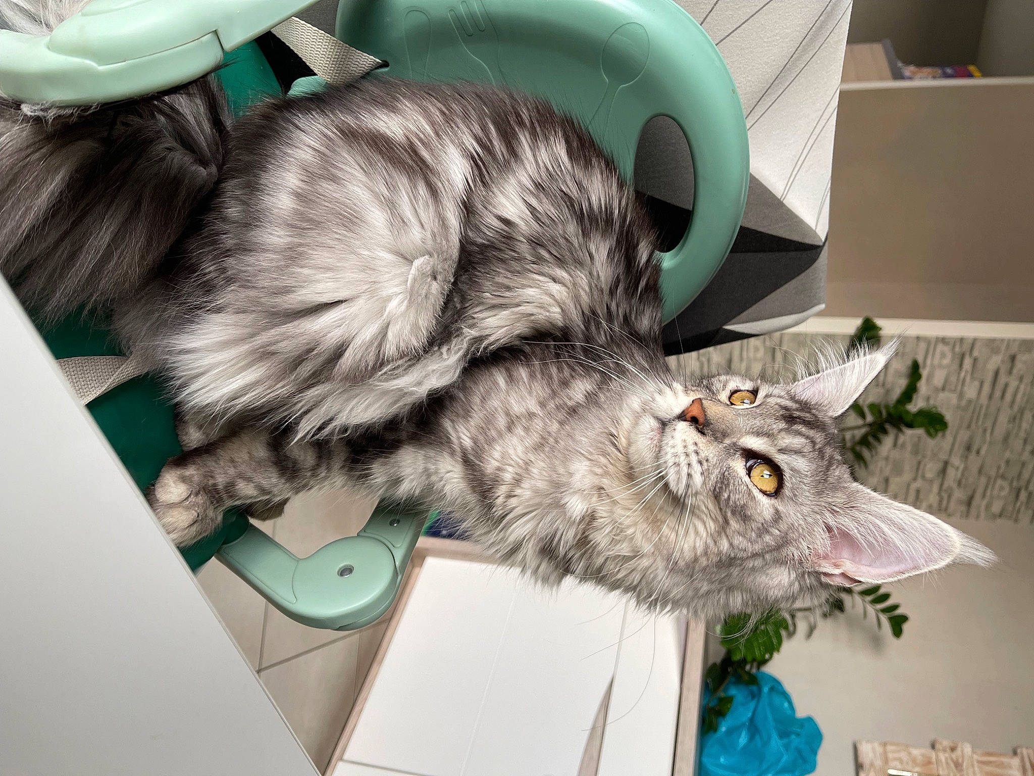 Thanos participe au concours pour gagner de l'argent avec cette photo : carnivore, cat, claw, comfort, domestic_short_haired_cat, felidae, flooring, fur, green, grey, mammal, paw, plant, small_to_medium_sized_cats, snout, tail, vertebrate, whiskers