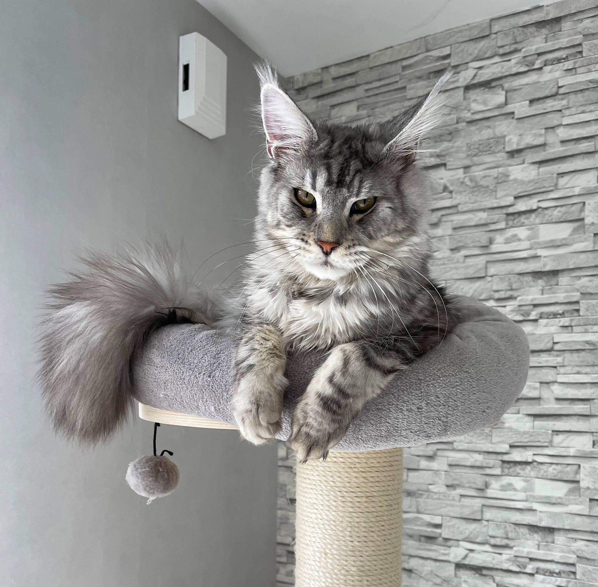 Thanos participe au concours pour gagner de l'argent avec cette photo : brick, brickwork, british_longhair, carnivore, cat, claw, domestic_short_haired_cat, felidae, fur, grey, maine_coon, paw, shelf, sitting, small_to_medium_sized_cats, snout, tail, whiskers, window, wood