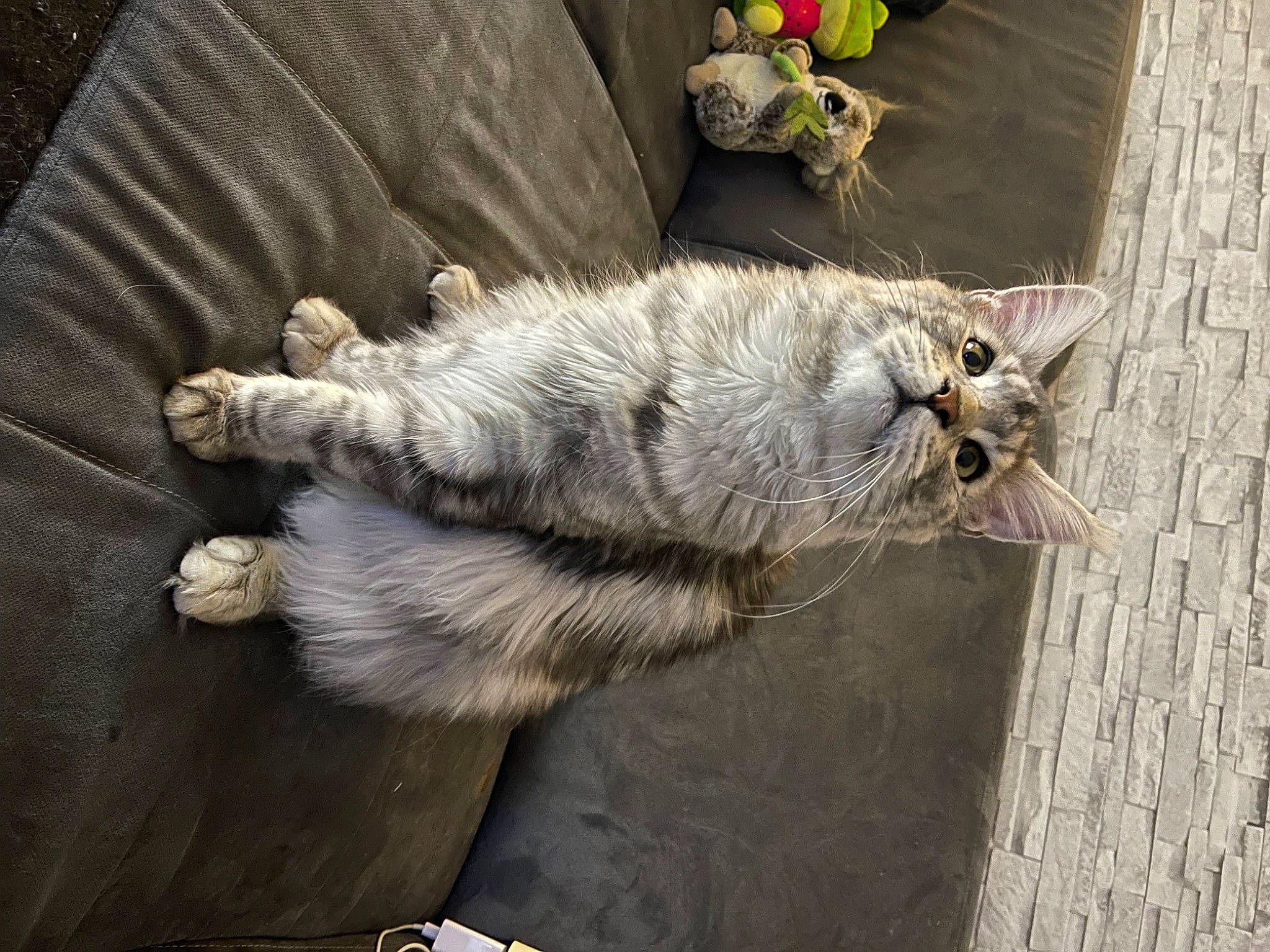 Thanos participe au concours pour gagner de l'argent avec cette photo : carnivore, cat, claw, domestic_short_haired_cat, felidae, flower, foot, fur, paw, plant, small_to_medium_sized_cats, tail, twig, whiskers, window, wood