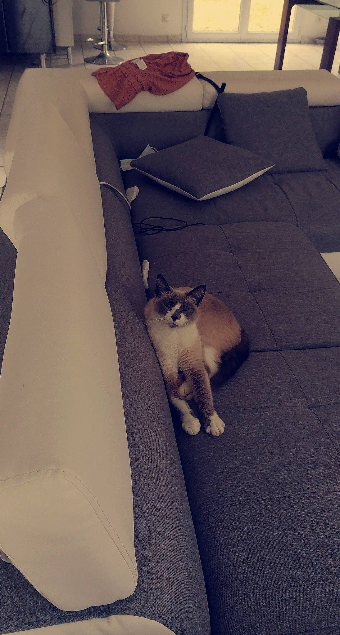 Miaou participe au concours pour gagner de l'argent avec cette photo : carnivore, cat, couch, fawn, felidae, fur, kitten, leg, polydactyl_cat, room, small_to_medium_sized_cats, tail, whiskers