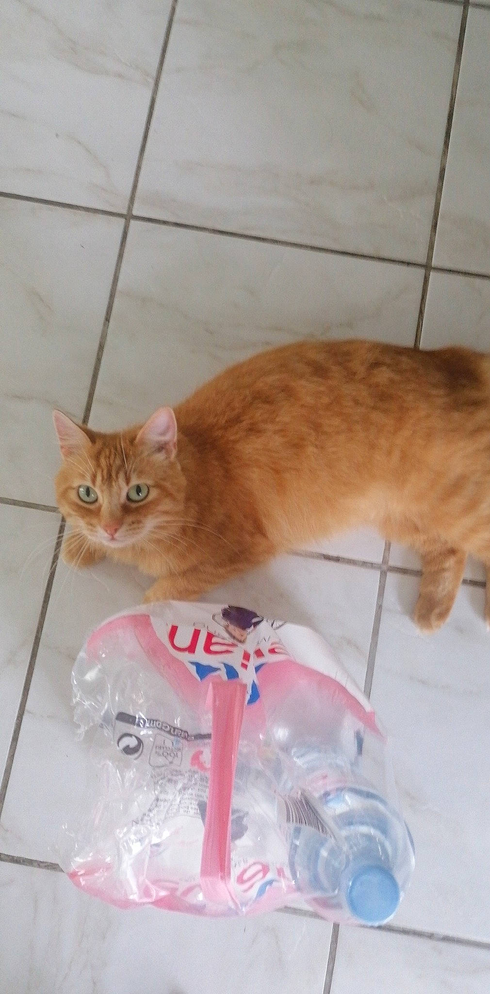 Ronron participe au concours pour gagner de l'argent avec cette photo : carnivore, cat, cymric, domestic_long_haired_cat, domestic_short_haired_cat, european_shorthair, fawn, felidae, fur, kitten, kurilian_bobtail, maine_coon, mammal, norwegian_forest_cat, persian, small_to_medium_sized_cats, tabby_cat, tail, whiskers