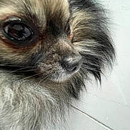 Simba participe au concours pour gagner de l'argent avec cette photo : dog, close_up, fluffy, fur, pet, animal, face, portrait, cute, indoor, looking_away, brown_eyes, small_dog, snout, whiskers, furry, nose, canine, muzzle, headshot