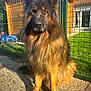animal, black_fur, brown_fur, calm, dog, domestic, ears, face, fence, german_shepherd, grass, long_hair, nature, outdoor, patio, pet, quiet, sitting, sunlight, yard