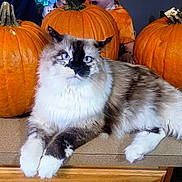 Sammy joined the competition — help win amazing prizes! cat, fluffy, blue_eyes, pumpkin, kitchen_counter, orange, autumn, indoor, pet, animal, feline, relaxed, white_paws, tabby, people, background, orange_clothing, table, domestic, cozy