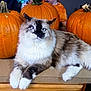 cat, fluffy, blue_eyes, pumpkin, kitchen_counter, orange, autumn, indoor, pet, animal, feline, relaxed, white_paws, tabby, people, background, orange_clothing, table, domestic, cozy
