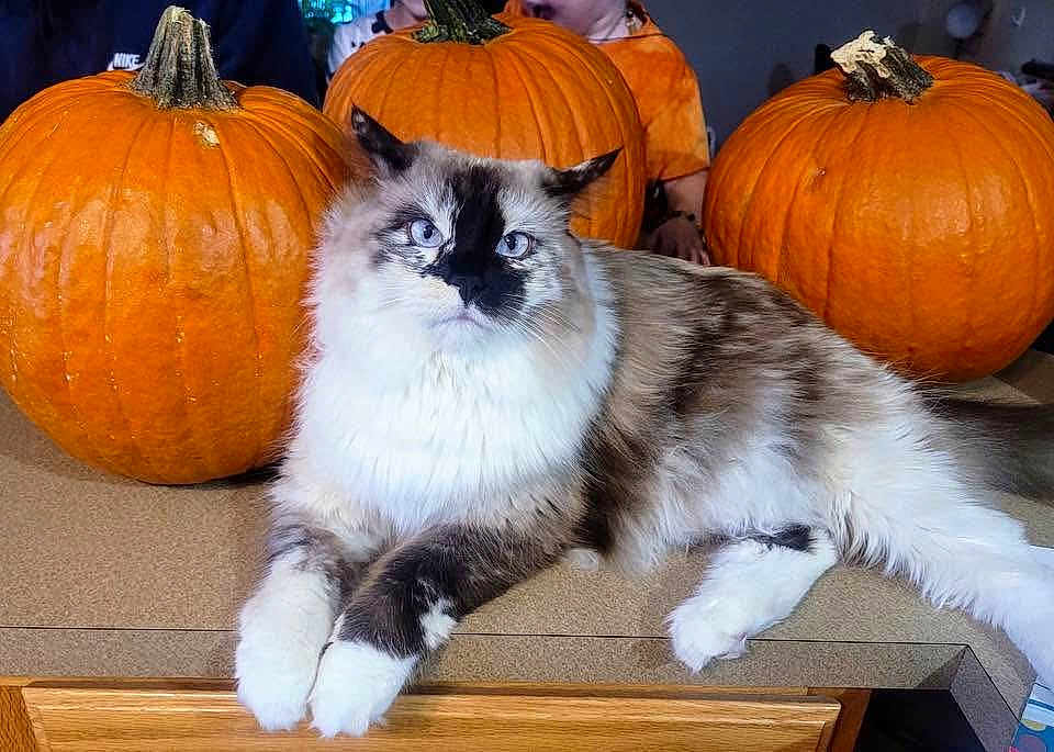 Sammy joined the competition — help win amazing prizes! cat, fluffy, blue_eyes, pumpkin, kitchen_counter, orange, autumn, indoor, pet, animal, feline, relaxed, white_paws, tabby, people, background, orange_clothing, table, domestic, cozy