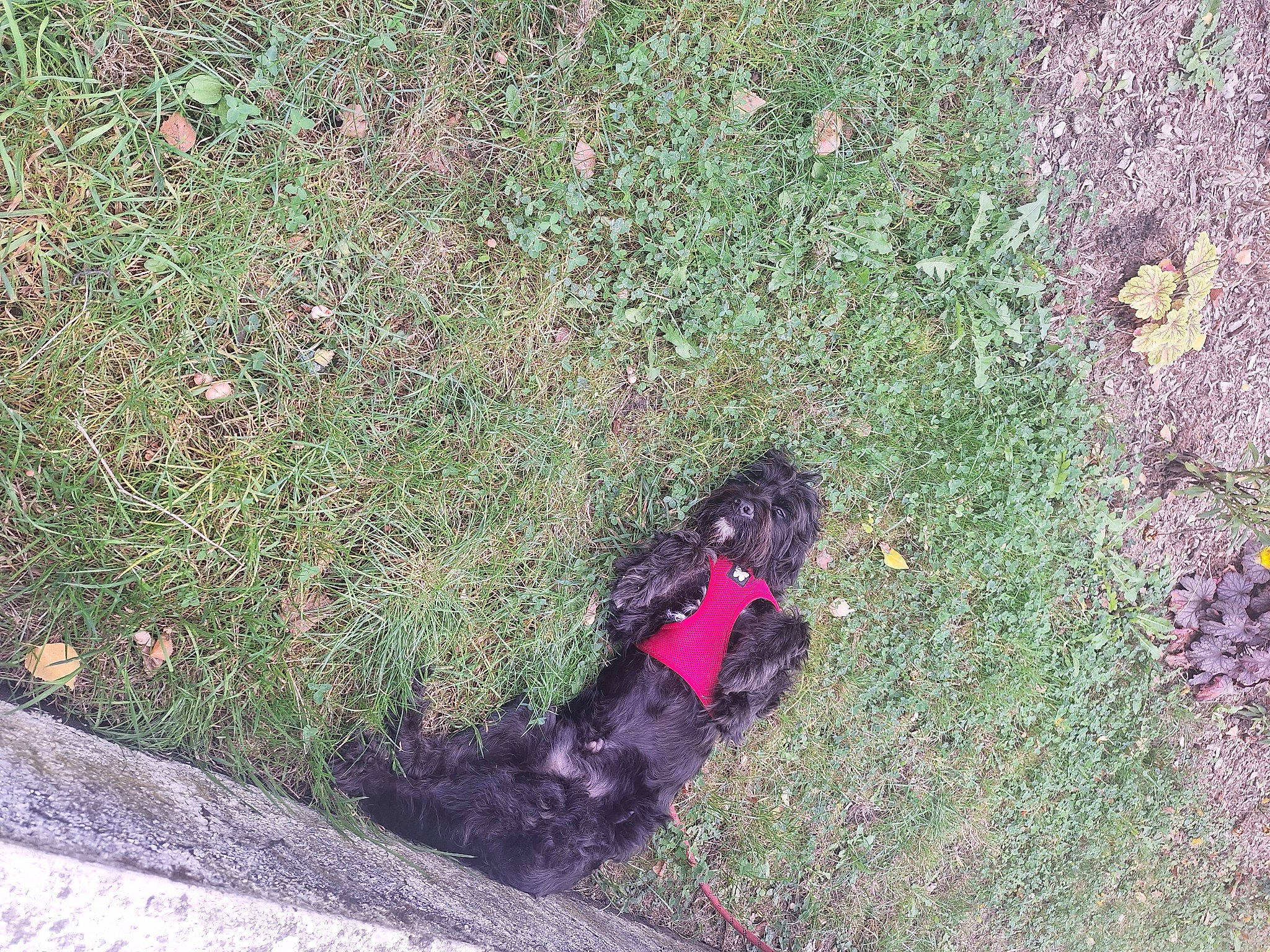 Pilou a rejoint le concours — aidez-le/la à gagner de superbes lots ! asphalt, canidae, carnivore, dog, dog_breed, grass, groundcover, landscape, leash, people_in_nature, plant, road_surface, shadow, shrub, sidewalk, soil, sporting_group, tail, tints_and_shades, tree