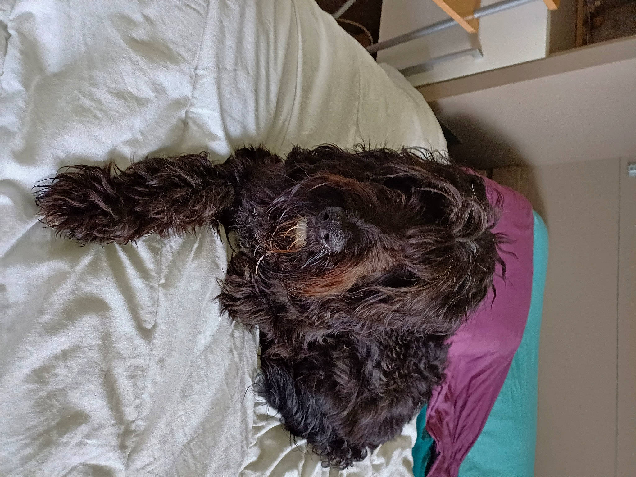 Pilou a rejoint le concours — aidez-le/la à gagner de superbes lots ! bed, bedding, canidae, carnivore, comfort, companion_dog, dog, dog_breed, dog_supply, fur, grey, linens, liver, magenta, pet_supply, sleeve, sporting_group, terrier, textile, working_animal