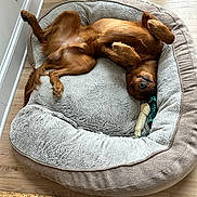 Charlie joined the competition — help win amazing prizes! dog, dog_bed, toy, wooden_floor, pet, playful, relaxed, canine, fur, indoor, cozy, upside_down, brown_dog, chew_toy, paw, snout, ears, pet_bed, resting, cute