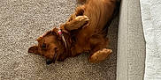 Charlie is registered to the contest to win money with this photo: dog, golden_retriever, carpet, indoor, pet, relaxed, lying_down, fur, canine, collar, sofa, home, animal, brown, cozy, resting, domestic, cute, companion, friendly