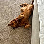 dog, golden_retriever, carpet, indoor, pet, relaxed, lying_down, fur, canine, collar, sofa, home, animal, brown, cozy, resting, domestic, cute, companion, friendly