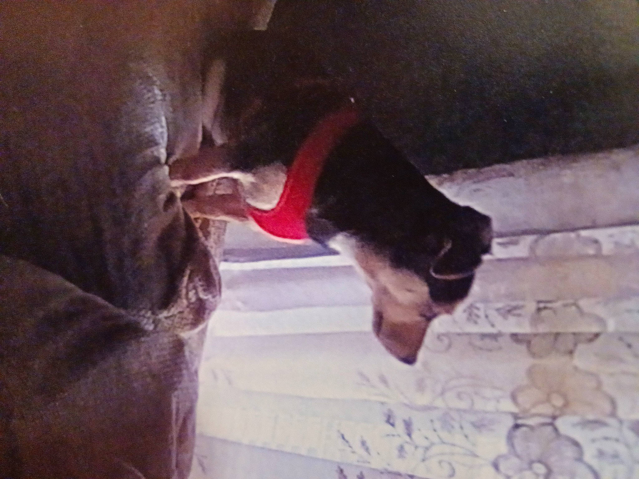 Toby joined the competition — help win amazing prizes! canidae, carmine, carnivore, companion_dog, dog, dog_breed, fawn, felidae, fur, guard_dog, non_sporting_group, pet_supply, small_to_medium_sized_cats, snout, sporting_group, tail, tints_and_shades, whiskers, working_animal, working_dog