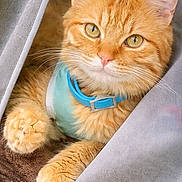 London is registered to the contest to win money with this photo: cat, orange_tabby, pet, feline, collar, curtain, window, indoor, cozy, fluffy, whiskers, paw, soft_fur, looking, relaxed, close_up, animal, cute, domestic_cat, portrait
