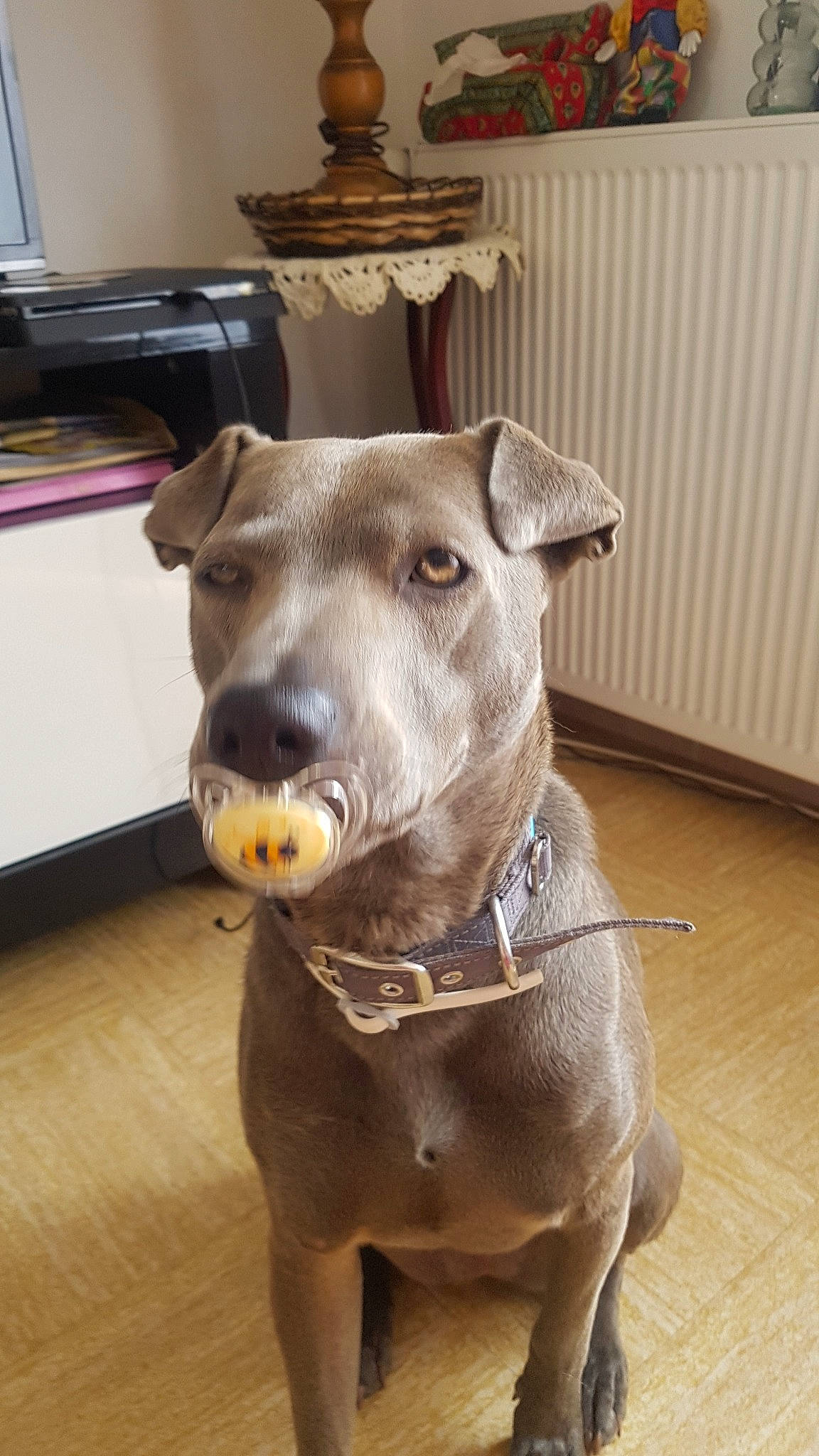 Bella participe au concours pour gagner de l'argent avec cette photo : american_pit_bull_terrier, american_staffordshire_terrier, canidae, carnivore, dog, dog_breed, ear, fawn, mammal, non_sporting_group, pit_bull, snout, whiskers