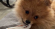Vino participe au concours pour gagner de l'argent avec cette photo : animal, blanket, brown, chewing, comfort, cozy, cute, dog, fluffy, fur, household, indoors, pet, pomeranian, puppy, resting, rocking_chair, small_dog, soft, young