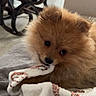Vino participe au concours pour gagner de l'argent avec cette photo : puppy, dog, pomeranian, fluffy, blanket, chewing, cute, pet, indoors, cozy, fur, small_dog, young, animal, resting, brown, soft, household, rocking_chair, comfort