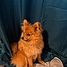 dog, pomeranian, pet, fluffy, orange, sitting, cushion, indoor, curtain, cozy, animal, fur, cute, small_dog, companion, calm, portrait, domestic_animal, looking_away, soft