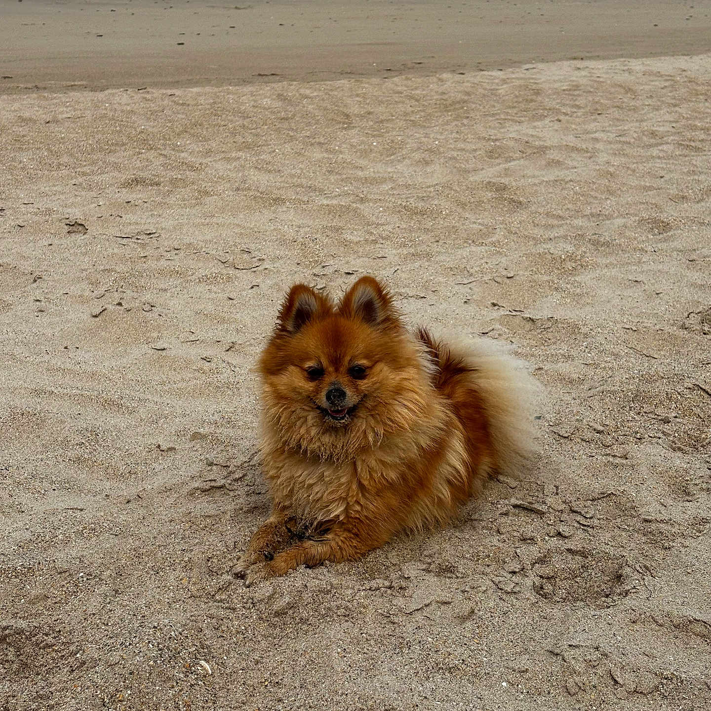 Vino a rejoint le concours — aidez-le/la à gagner de superbes lots ! dog, pomeranian, beach, sand, animal, pet, fluffy, outdoor, nature, canine, resting, sea, shoreline, cute, small_dog, fur, relaxed, daytime, water, sky