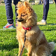 Vino a rejoint le concours — aidez-le/la à gagner de superbes lots ! dog, leash, collar, grass, outdoor, park, sunny, person, pants, sneakers, pet, animal, fluffy, brown, green, nature, daylight, canine, field, casual