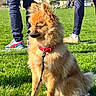 dog, leash, collar, grass, outdoor, park, sunny, person, pants, sneakers, pet, animal, fluffy, brown, green, nature, daylight, canine, field, casual