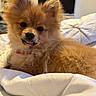 Vino a rejoint le concours — aidez-le/la à gagner de superbes lots ! dog, puppy, fluffy, small_dog, bed, blanket, indoor, pet, cute, tongue_out, fur, canine, relaxed, companion, animal, domestic, furry, lying_down, cozy, red_brown_fur