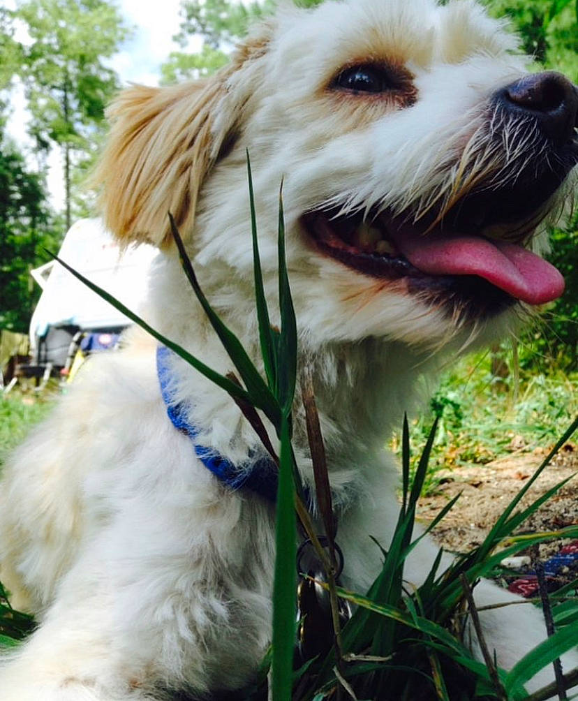 Jingle is registered to the contest to win money with this photo: canidae, carnivore, collar, companion_dog, dog, dog_breed, dog_collar, dog_supply, fawn, fur, grass, leash, pet_supply, plant, small_terrier, snout, sporting_group, toy_dog, tree, working_animal