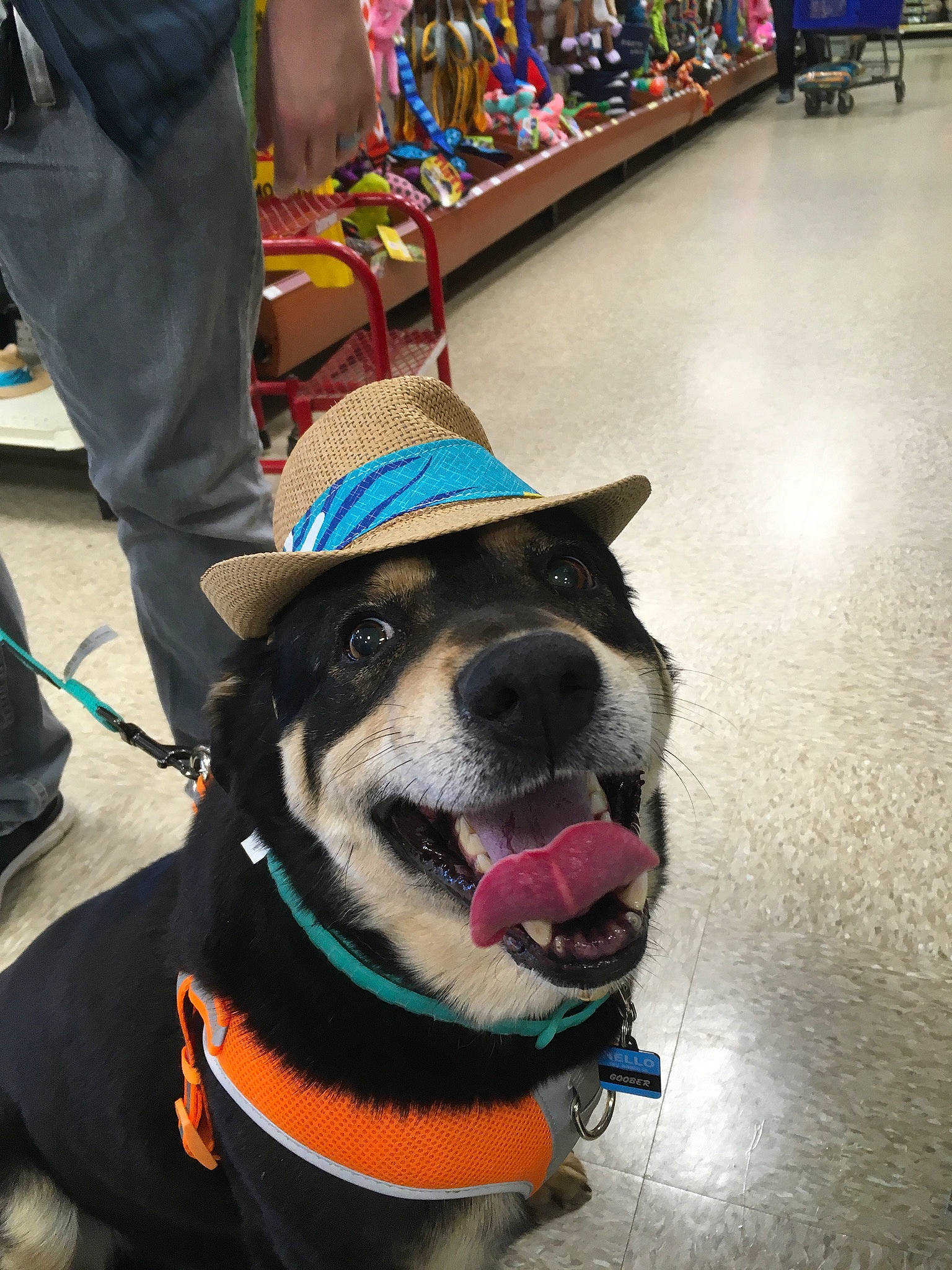 Goober joined the competition — help win amazing prizes! blue, carnivore, collar, companion_dog, dog, dog_breed, dog_collar, dog_supply, eyewear, fawn, green, leash, pet_supply, shoe, snout, sporting_group, street_fashion, whiskers, white, working_animal