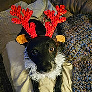 Pip joined the competition — help win amazing prizes! animal, bed, blanket, canine, chihuahua, cockerspaniel, couch, cushion, dog, flower, furniture, homedecor, hound, papillon, pet, plant, pointer, puppy, quilt, terrier