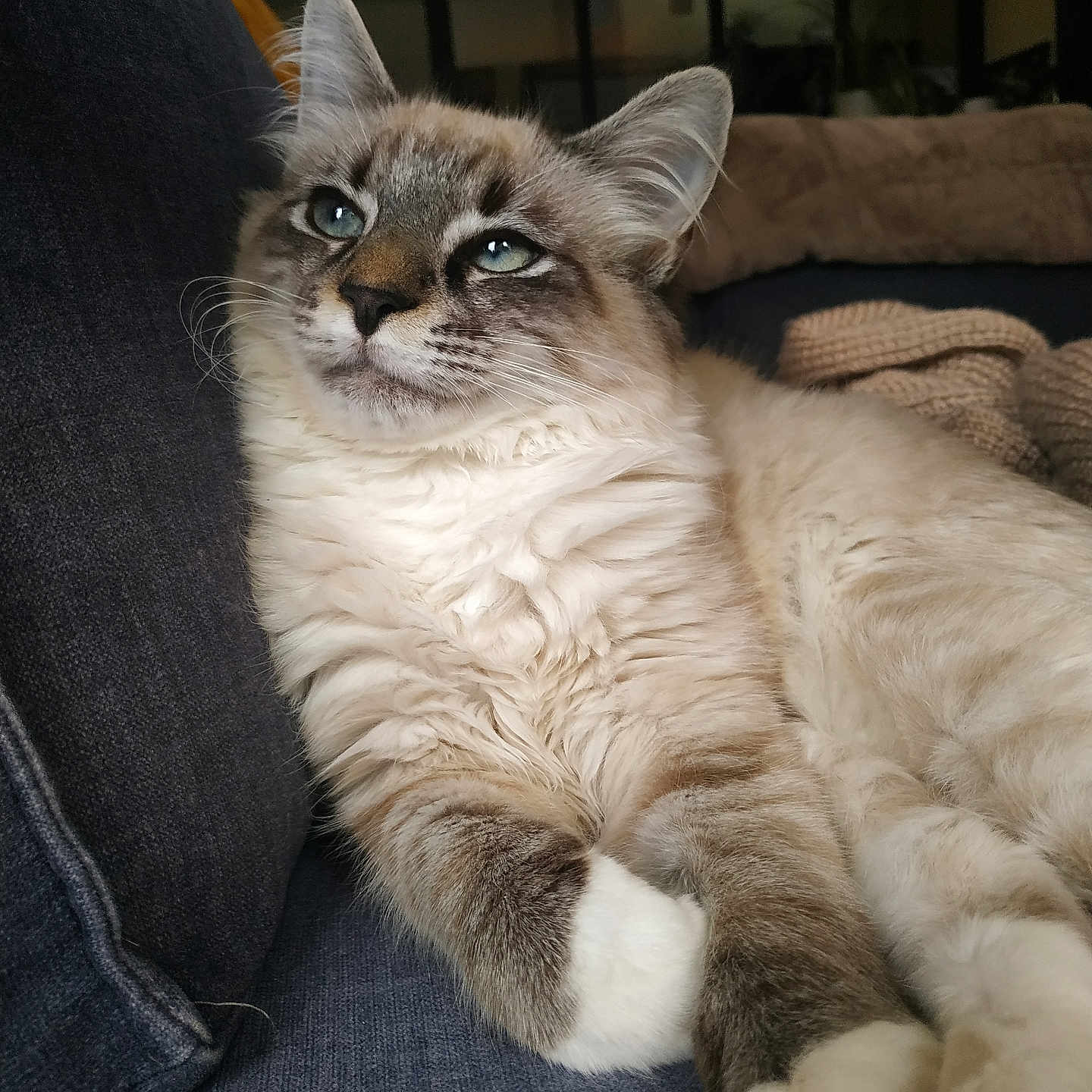 Uno a rejoint le concours — aidez-le/la à gagner de superbes lots ! cat, fluffy, relaxed, couch, indoor, pet, feline, cozy, knitted_blanket, fur, blue_eyes, whiskers, soft_lighting, domestic_animal, resting, closeup, cute, animal_portrait, paws, living_room