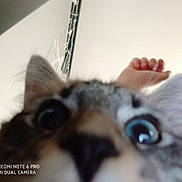 Uno a rejoint le concours — aidez-le/la à gagner de superbes lots ! cat, close_up, blurry, face, eyes, nose, person, hand, indoor, curious, pet, animal, funny, selfie, background, wall, ceiling, ear, whiskers, domestic