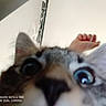 cat, close_up, blurry, face, eyes, nose, person, hand, indoor, curious, pet, animal, funny, selfie, background, wall, ceiling, ear, whiskers, domestic