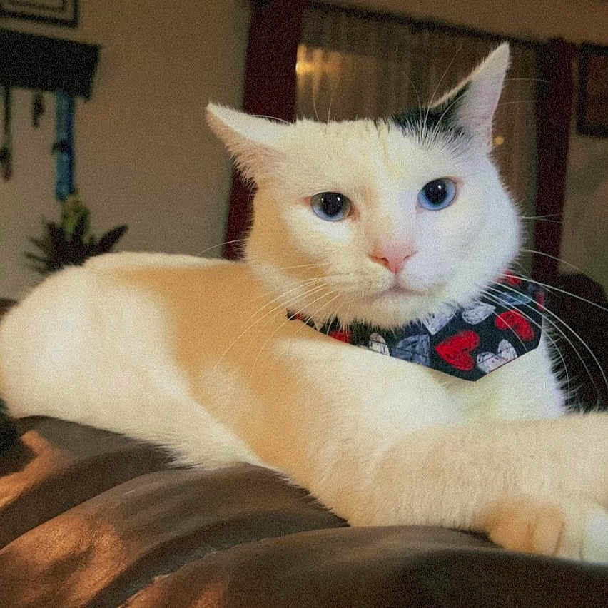 Smokey is registered to the contest to win money with this photo: accessories, angora, animal, architecture, building, cat, couch, cushion, formalwear, furniture, homedecor, indoors, kitten, livingroom, manx, pet, plant, pottedplant, room, siamese