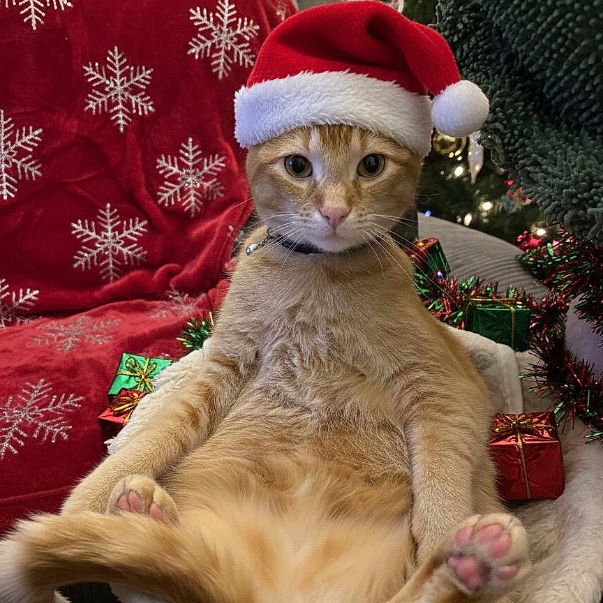 Leo is registered to the contest to win money with this photo: animal, cat, christmas, christmas_tree, cozy, cute, decorations, festive, fur, ginger_cat, holiday, indoor, pet_bed, pink_paw_pads, presents, red_blanket, relaxed, santa_hat, snowflake_pattern, whiskers
