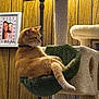 animal, cat, cat_tree, collar, comfortable, cozy, feline, framed_photo, fur, ginger_cat, hammock, home, household, indoor, lamp, pet, relaxed, resting, tail, wood_panel_wall