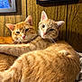 animal, blanket, cat, companions, cozy, cuddle, cute, domestic, ears, feline, framed_pictures, fur, ginger_cat, indoor, pets, relaxed, resting, two_cats, whiskers, wood_paneling