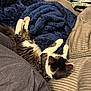 Moon is registered to the contest to win money with this photo: blanket, cat, collar, comfort, couch, cozy, feline, furniture, home, indoor, lounging, paw, pet, relaxing, resting, sleeping, soft_texture, striped_fur, tabby, white_paws